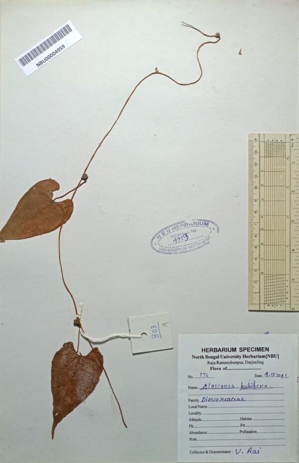 DocScanner 20 Apr 2026 1-04 pm
